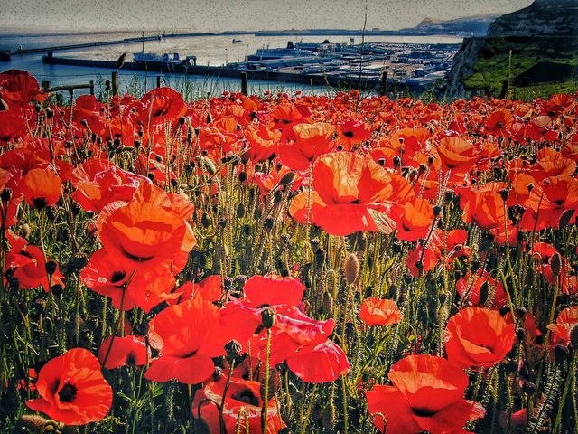 Poppies. Dover