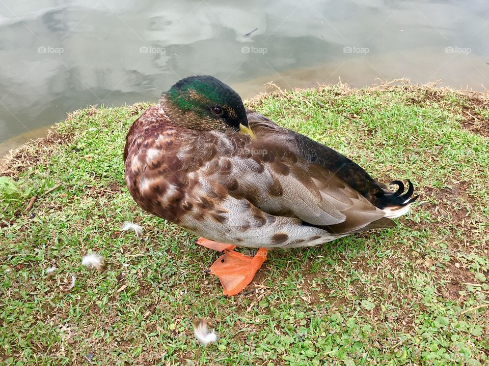 Um patinho bem tímido - Um dia gostoso no Parque Botânico - tudo em família e com muito verde. Assim vale a pena ser feliz!