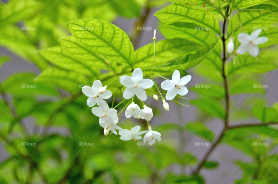 Moke,wild water plum