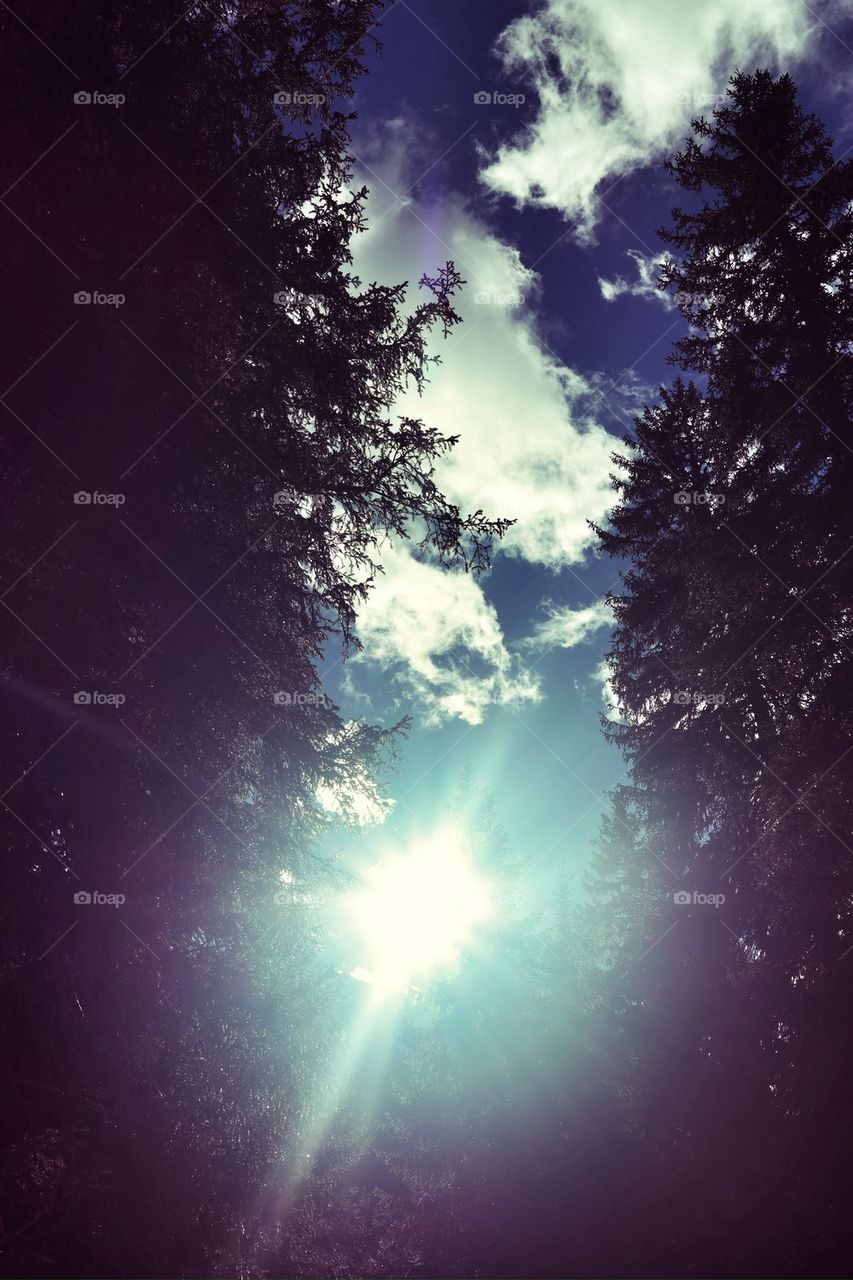 sky light wood tree by nivoa