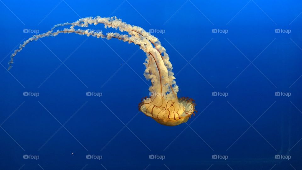 Yellow jellyfish swimming downward. 
