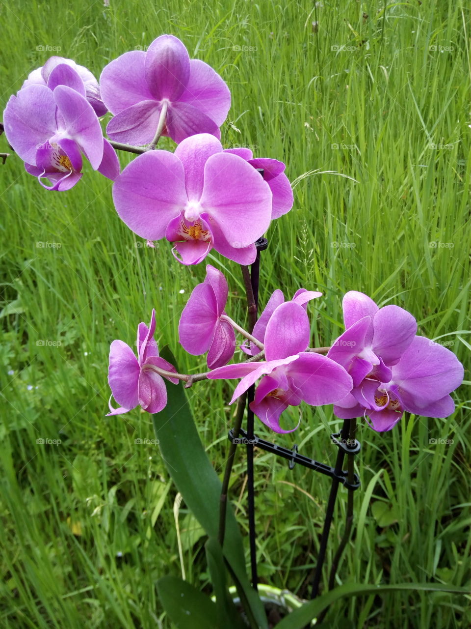 Schwarwaldi Orchidea