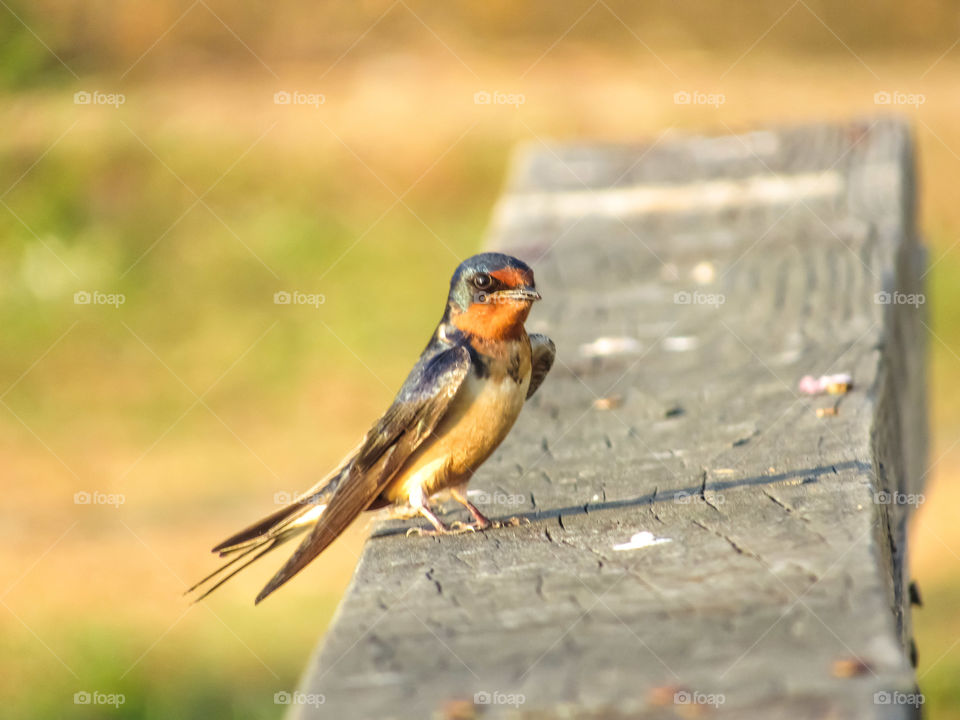 beautiful male swallow bird outdoors