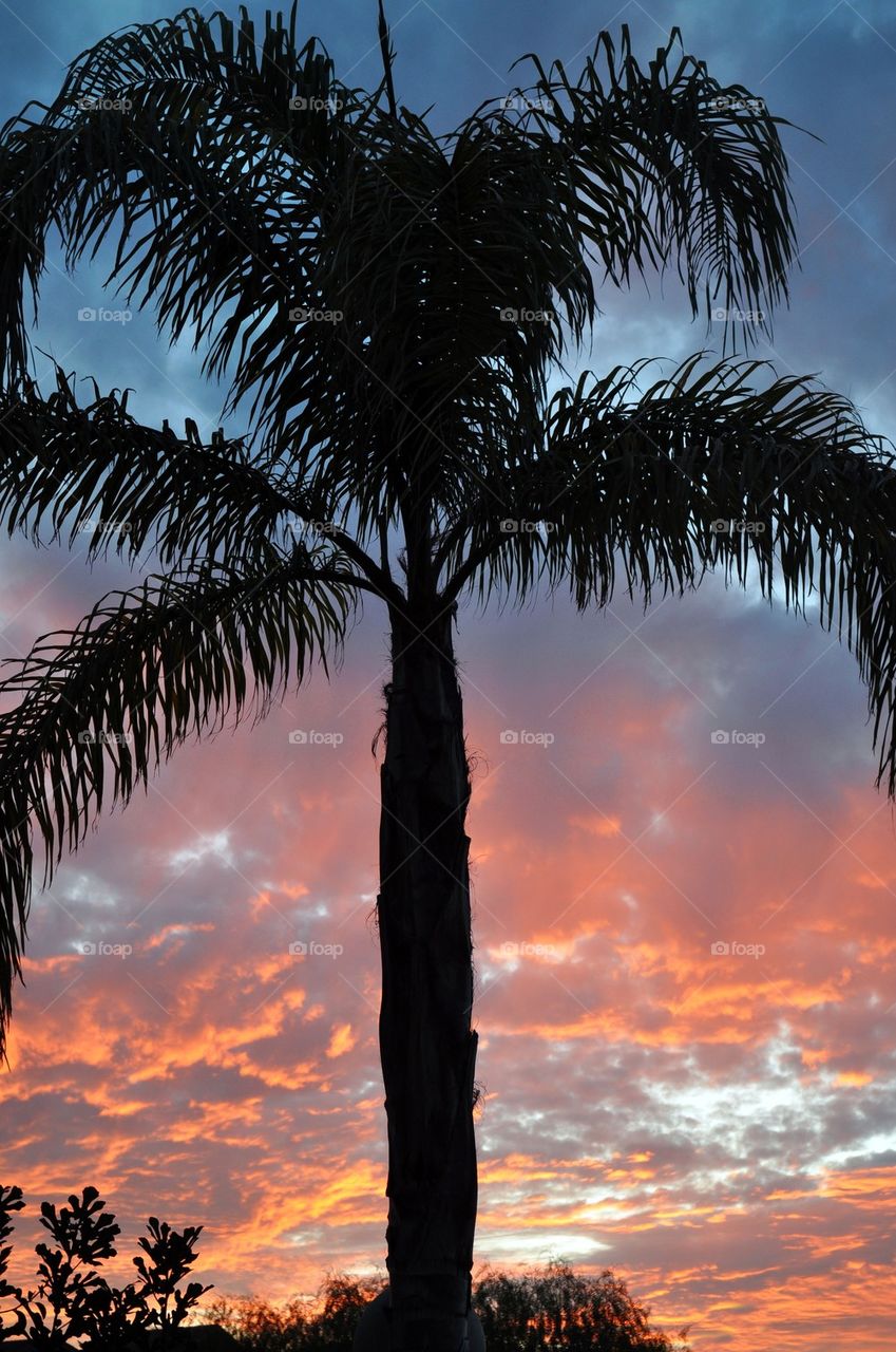 Palm tree at dusk