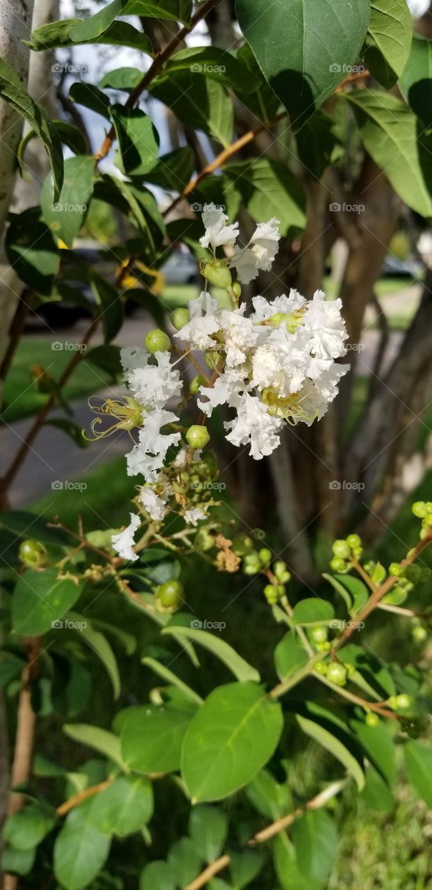 A close up of the white flowers on the crepe myrtle tree in my mom's front yard.