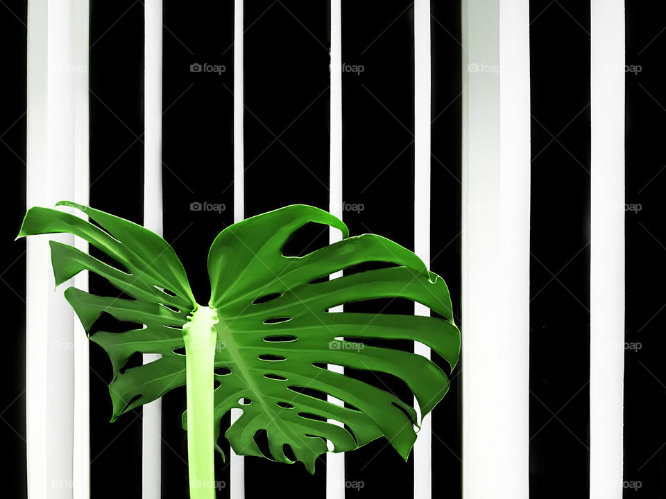 Green monstera leaf in front of black and white striped background 