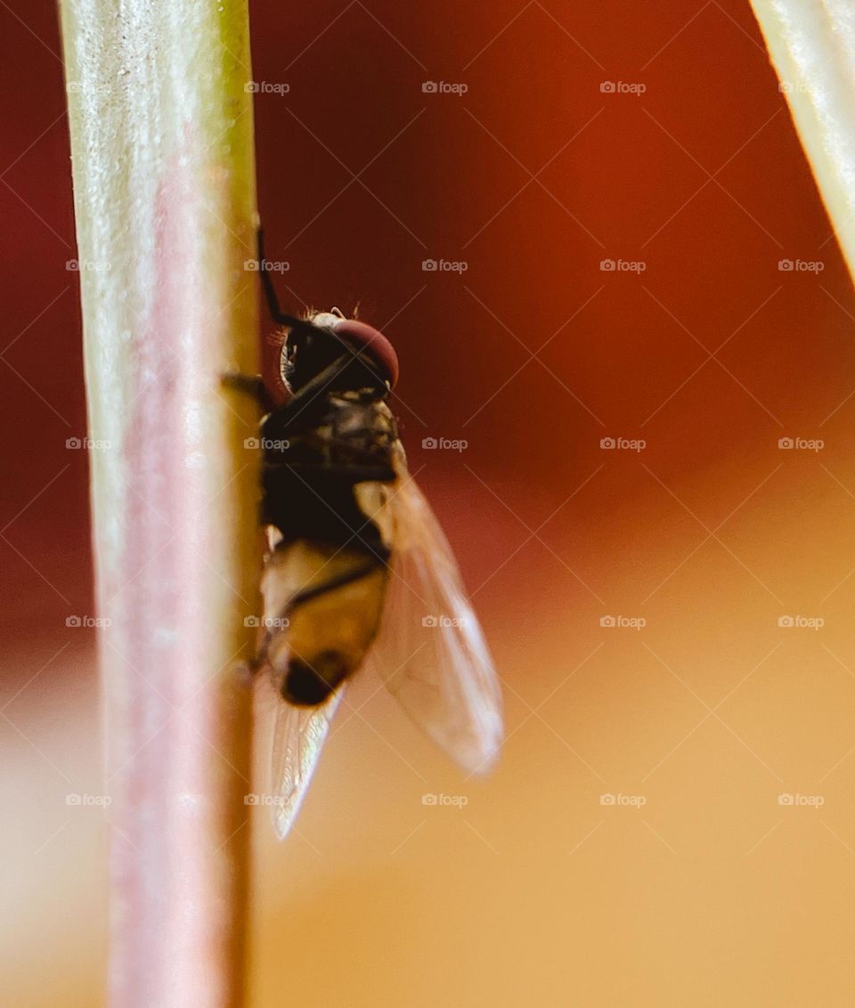 Housefly