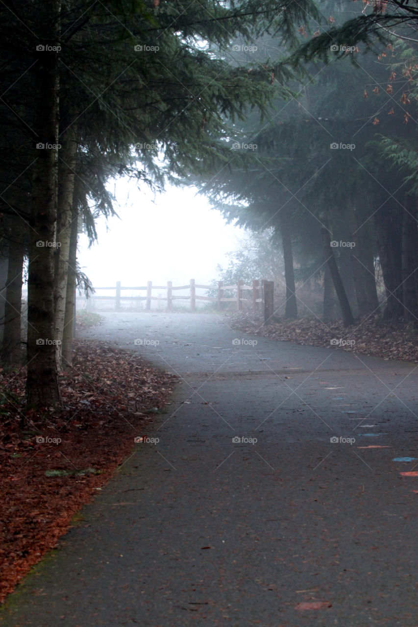 Foggy morning at Oaks Bottom wildlife area, Portland Oregon 