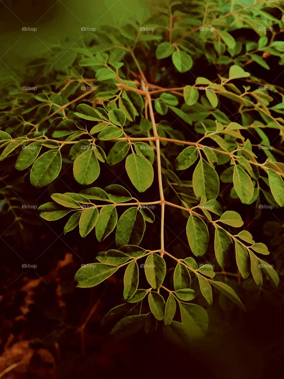 A leaf