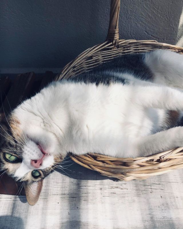 Kitty 