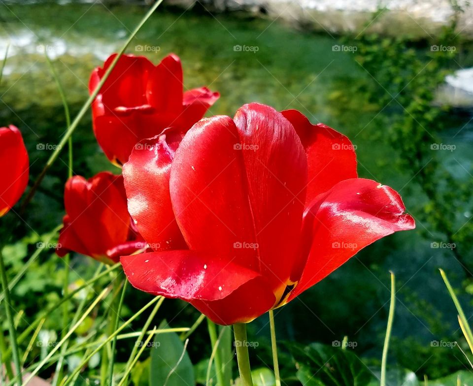 springtime flowers