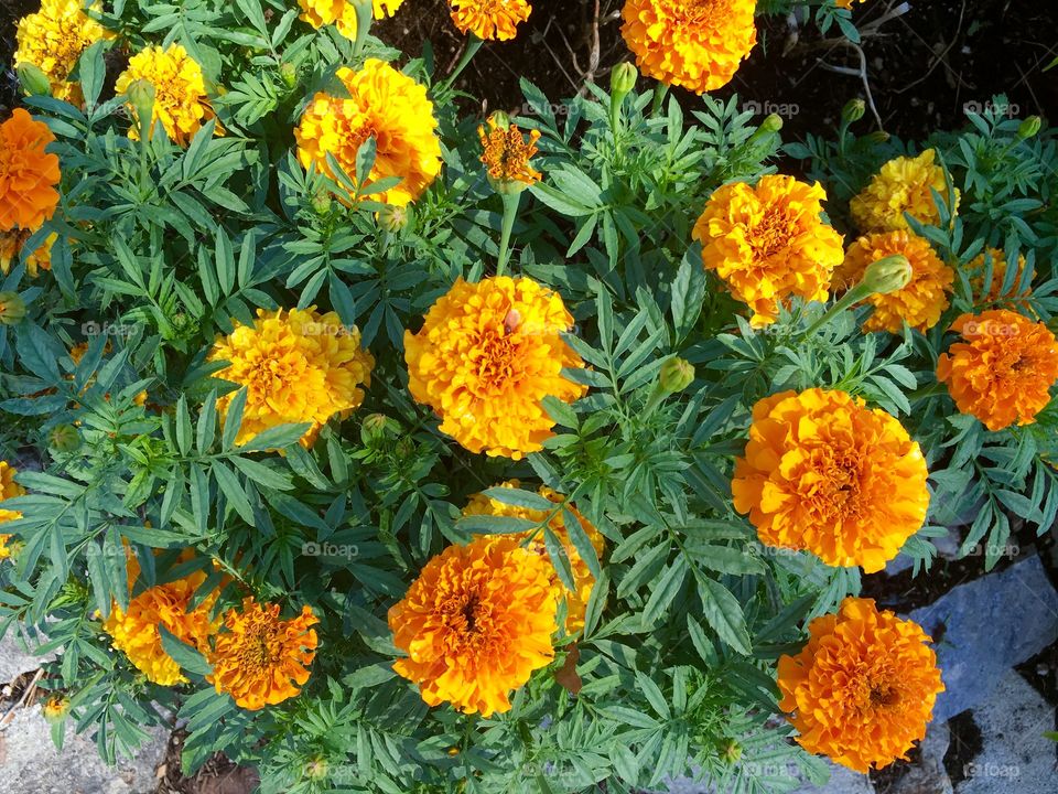 Marigold