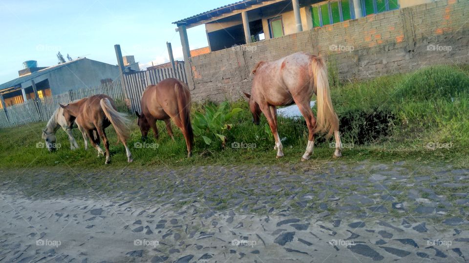 cavalos na rua na praia de Pinhal sul Brasil RS