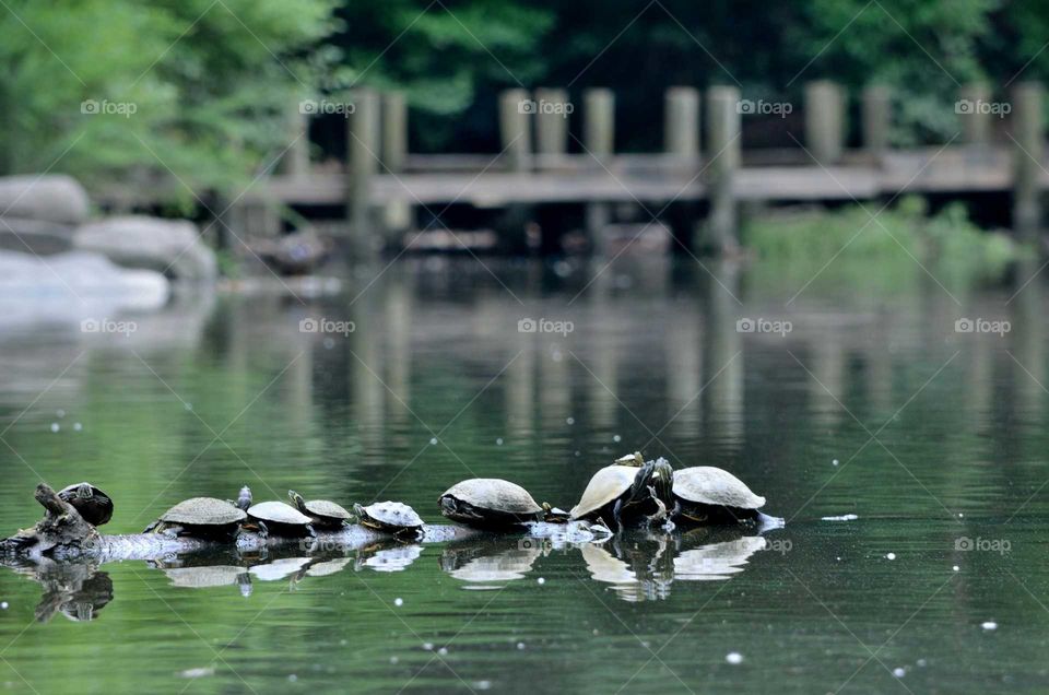 turtle family