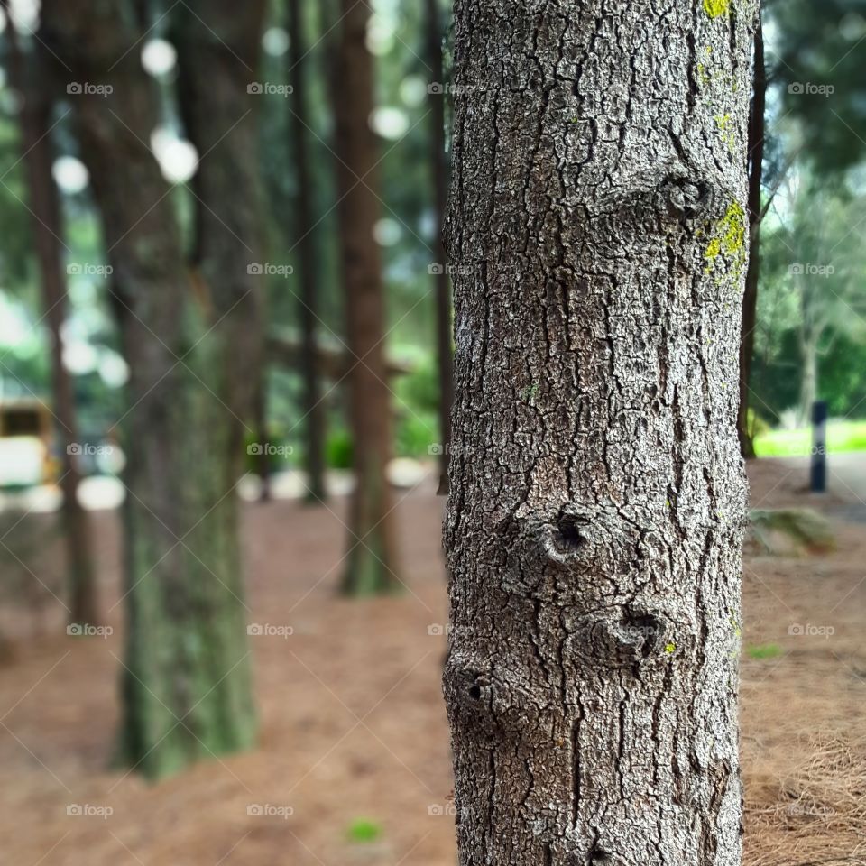 Close-up of tree trunk
