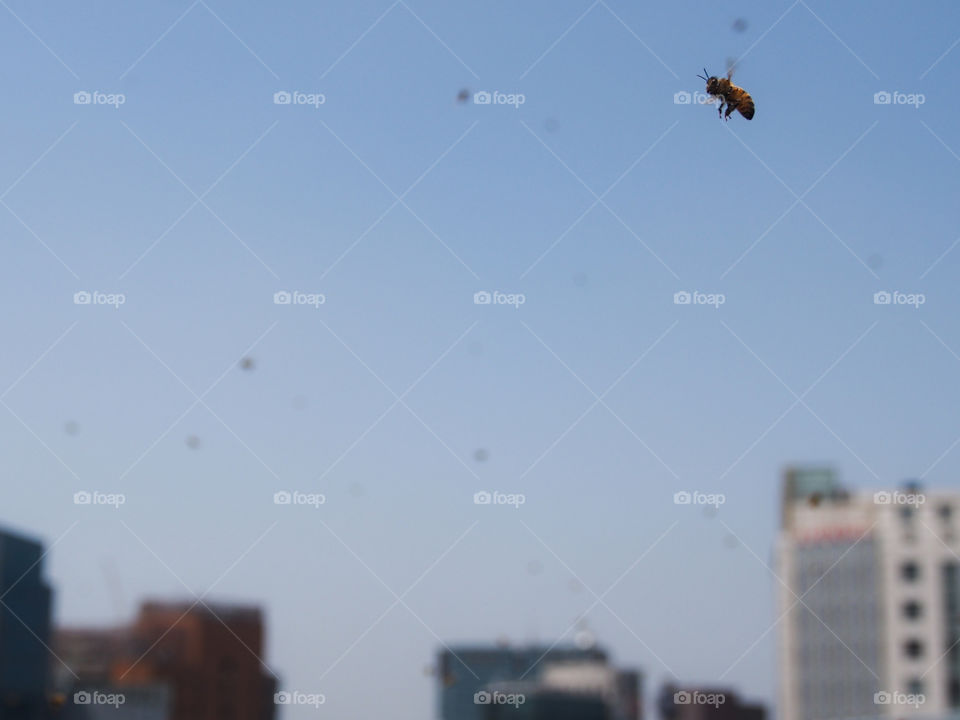 Bee in urban seoul