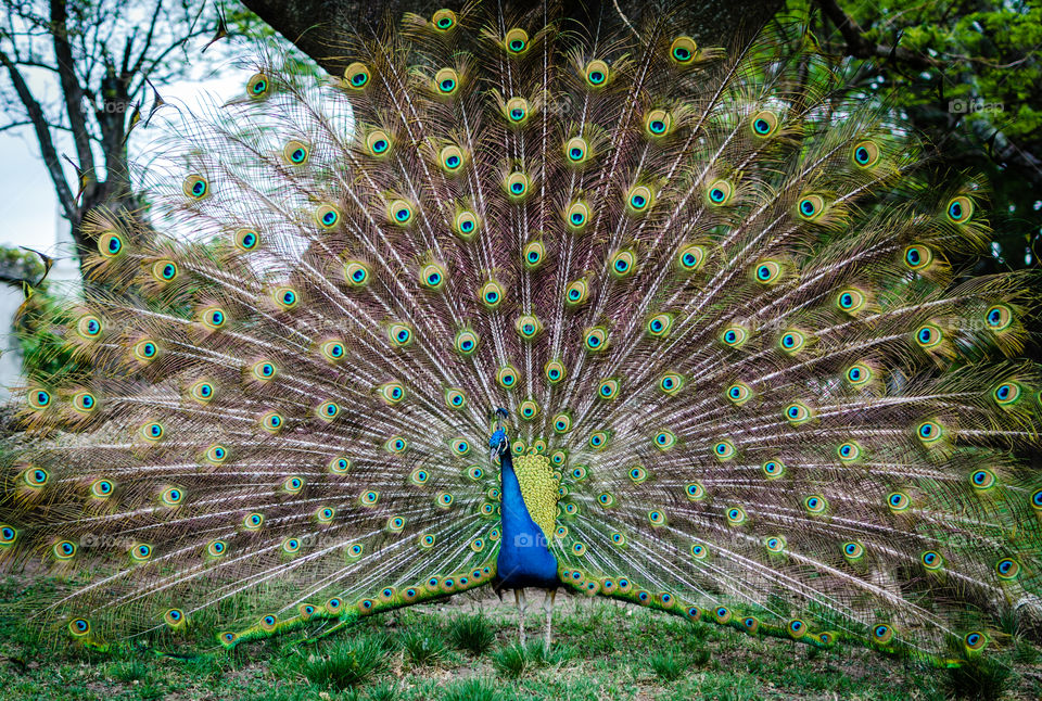 Peacock at its best. beautiful and imposing
