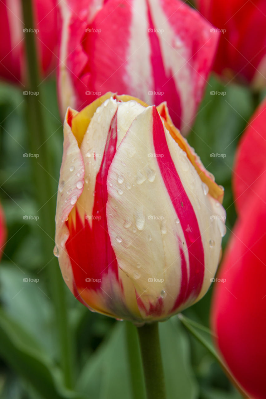 Tulips and water droplets 