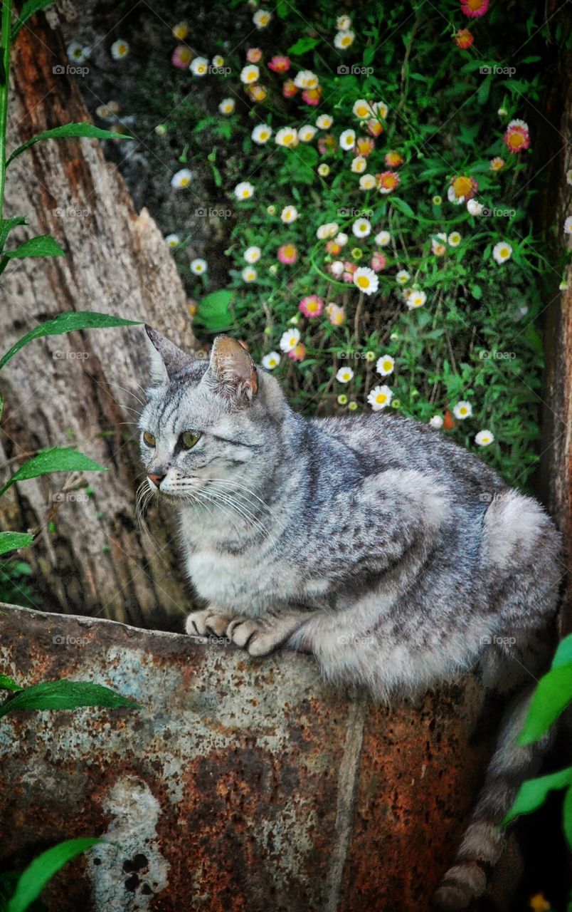 Speckled cat in the garden 