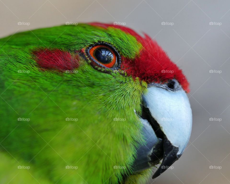 Kakariki parakeet portrait