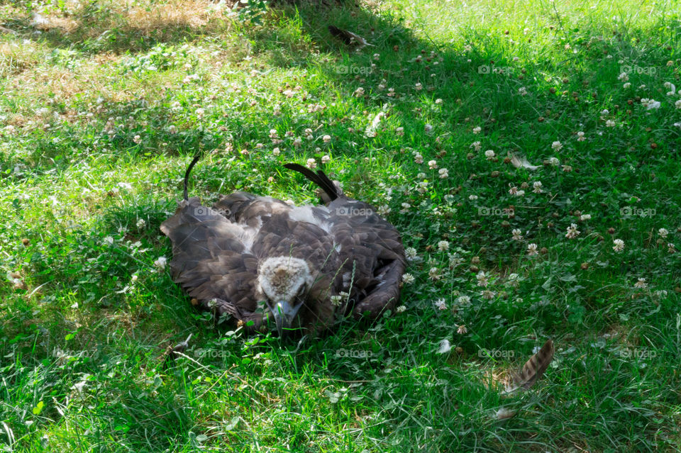 Baby vulture on grass face down