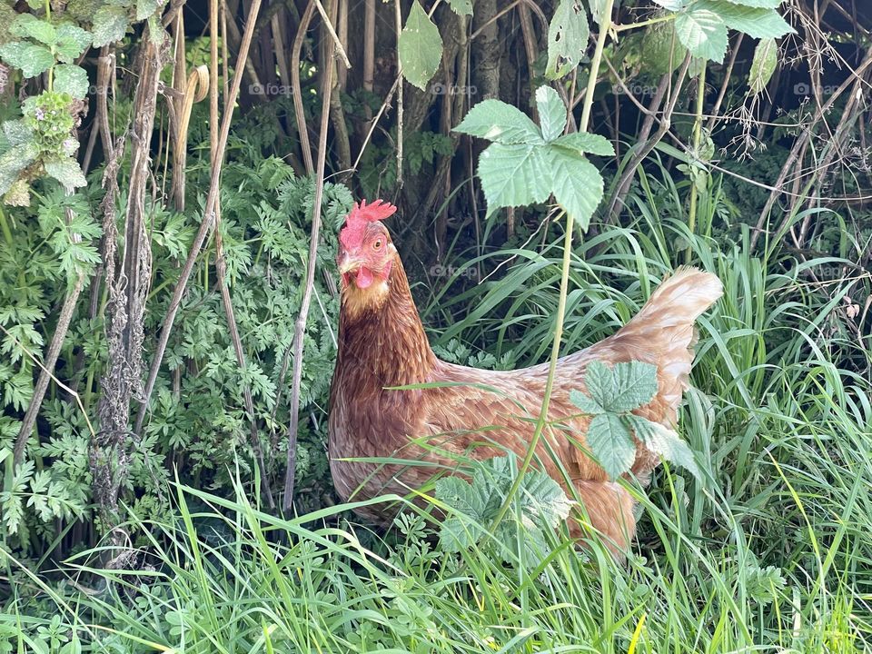 Spotted wandering in a country lane and darted into this hedge for cover …then posed beautifully for me 🐔