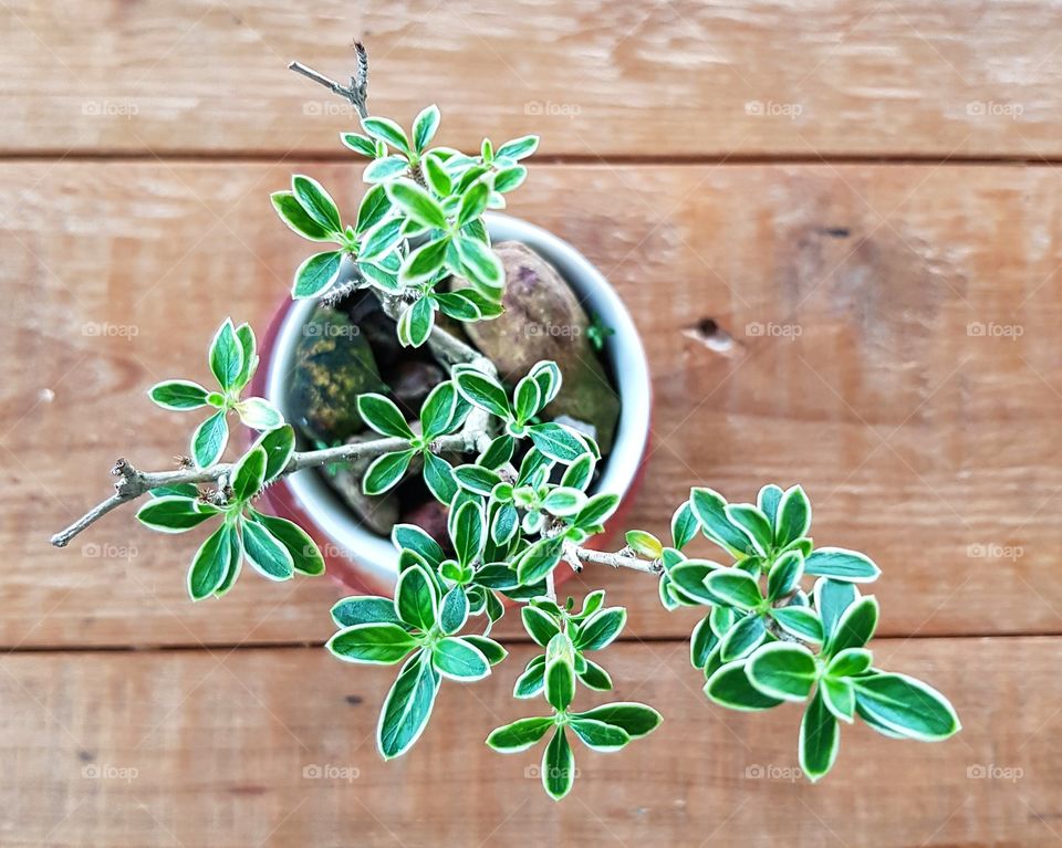 Bonsai tree on wooden table