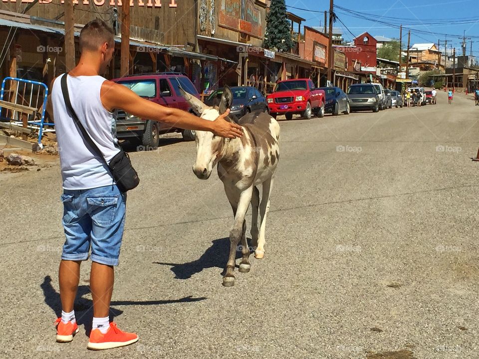 Love between boy and burros. Love between boy and burros at Oatman town