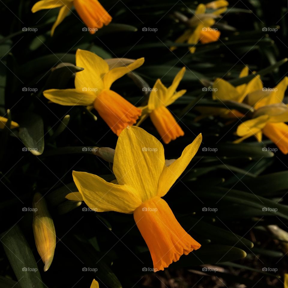 Daffodils