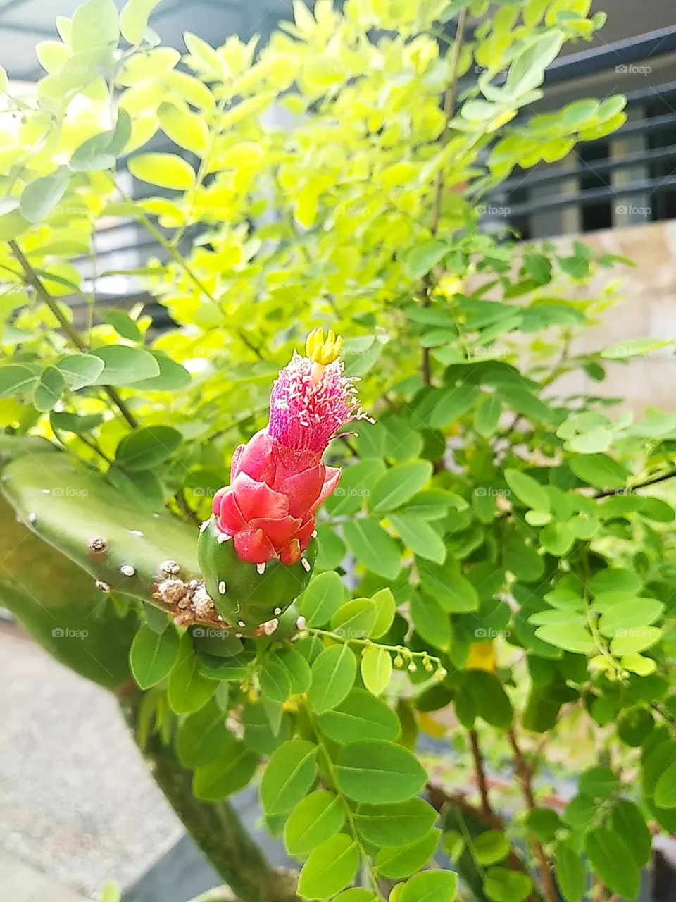 Red cactus flower