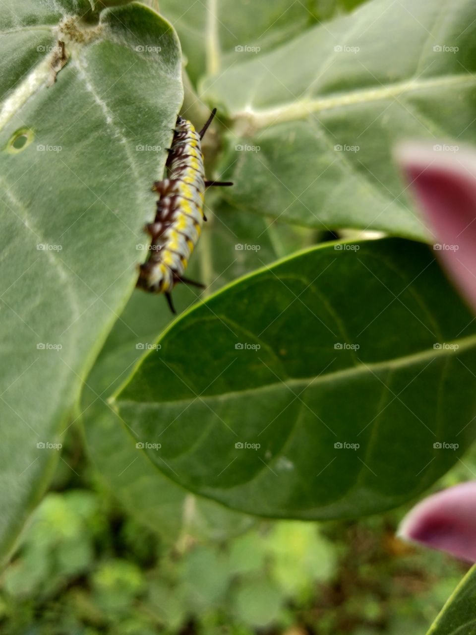 blanket worm on leaf