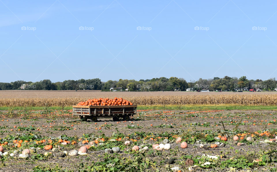 Harvesting pumpkins in a field