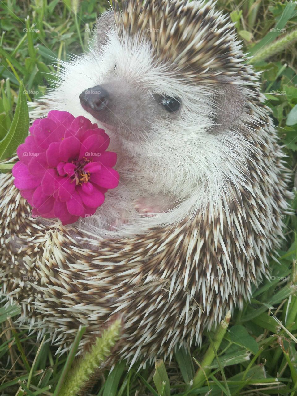 Hedgehog with blooming flower