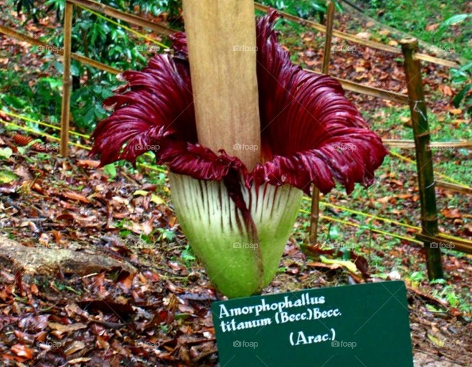 corpse flower