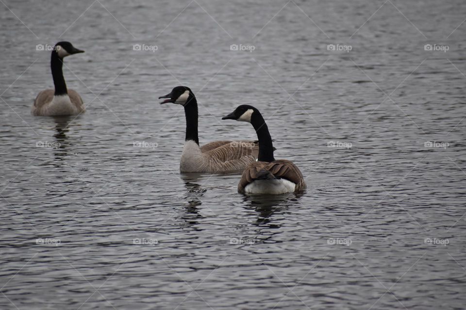 Geese enjoying a warm day in the lake