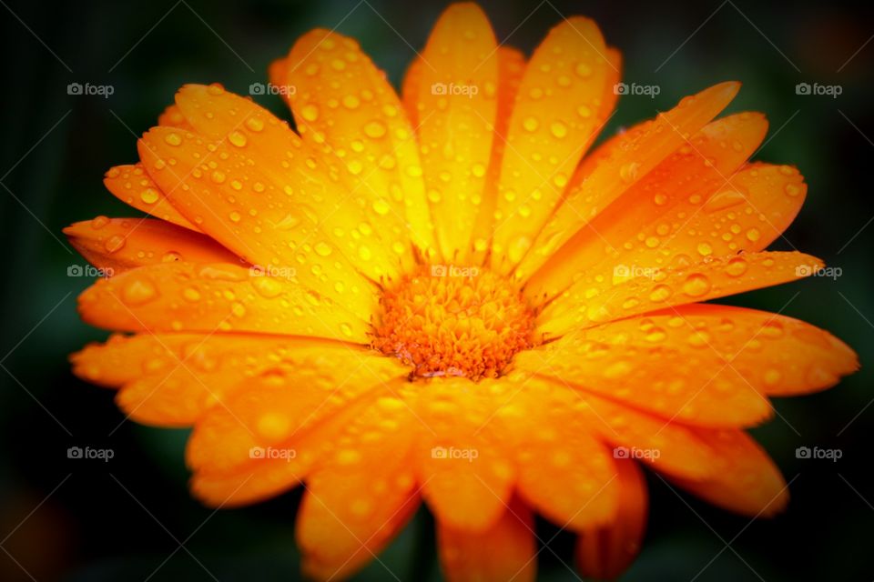 Flower, dew, drops, flora