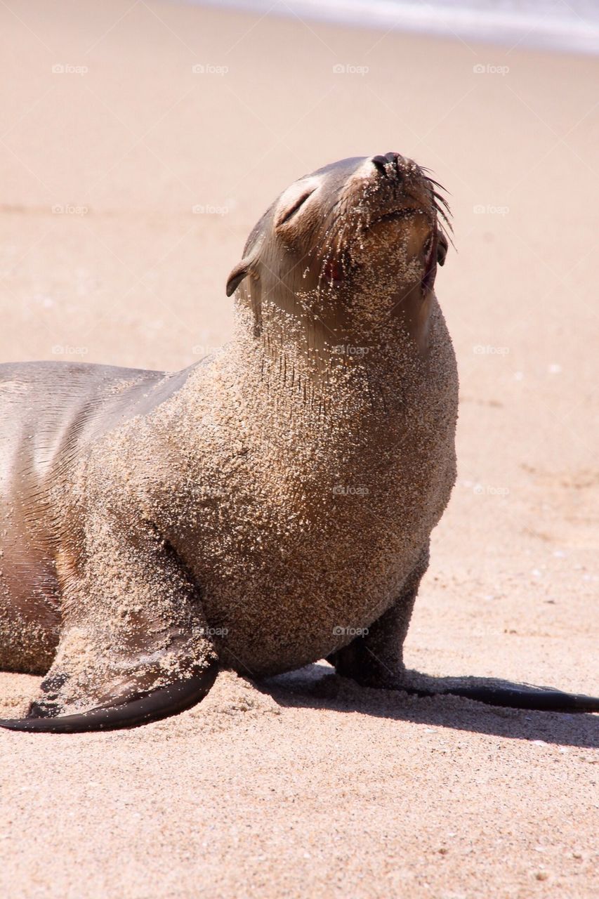 Sandy Seal