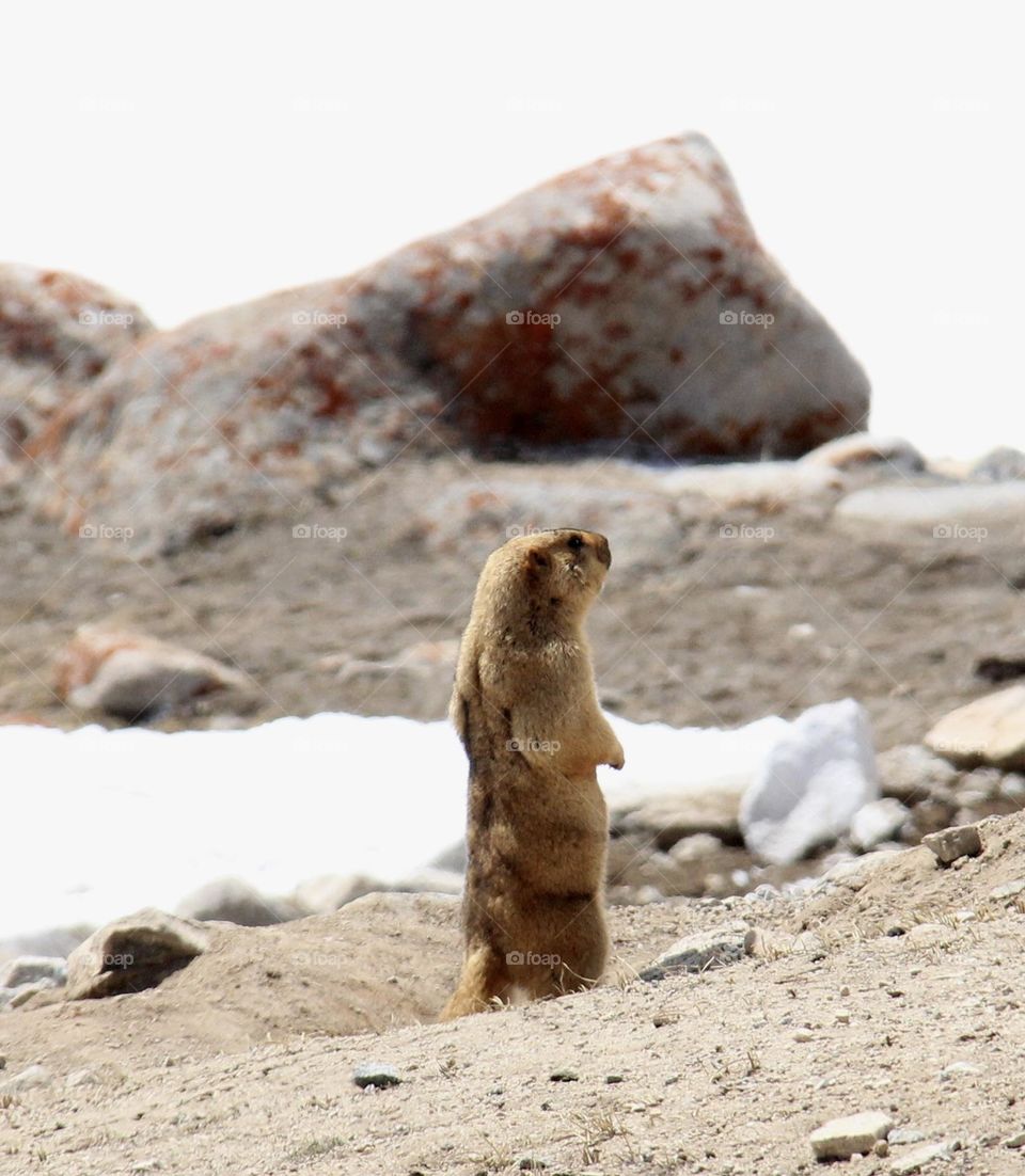 Himalayan Marmot -Waiting 