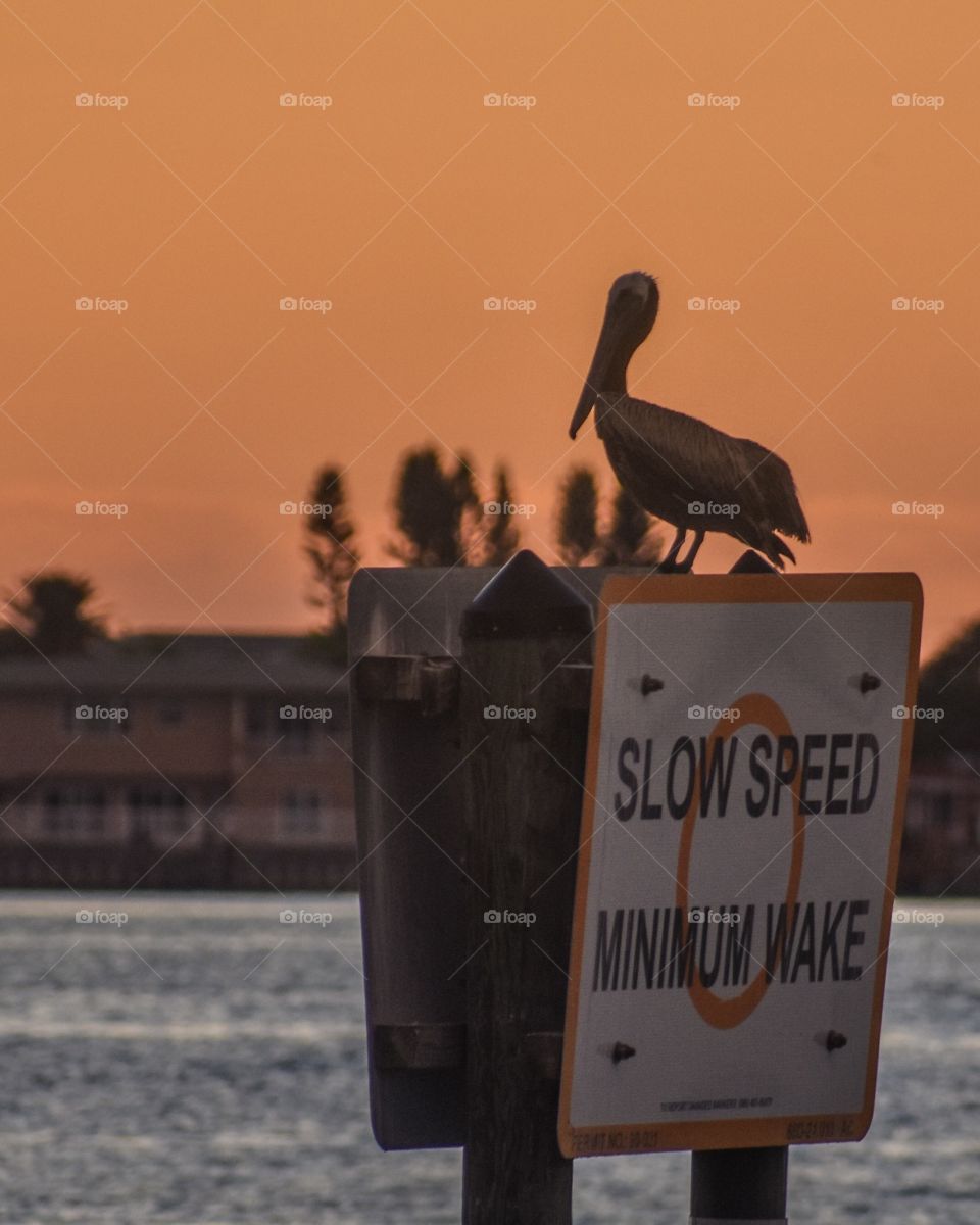 A pelican sits perched on a sign for boaters, looking out over the water toward the sunset sky. Trees and houses can be seen in the distance. The blue water reflects the orange light of the sunset.
