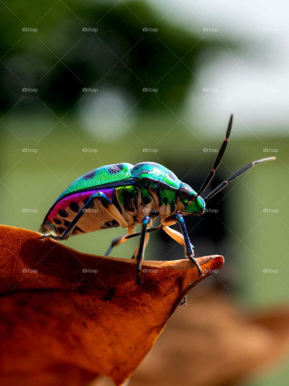 Green Jewel Bug