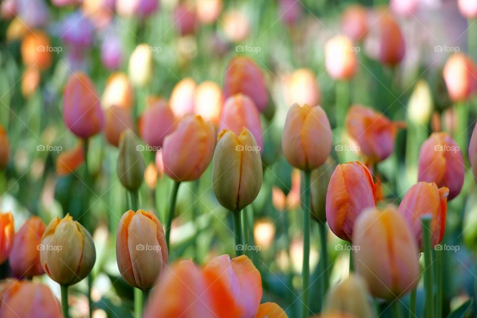 Variegated tulips