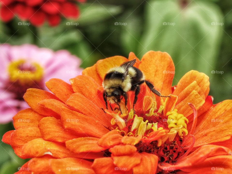 Honey Bee Pollinating A Flower