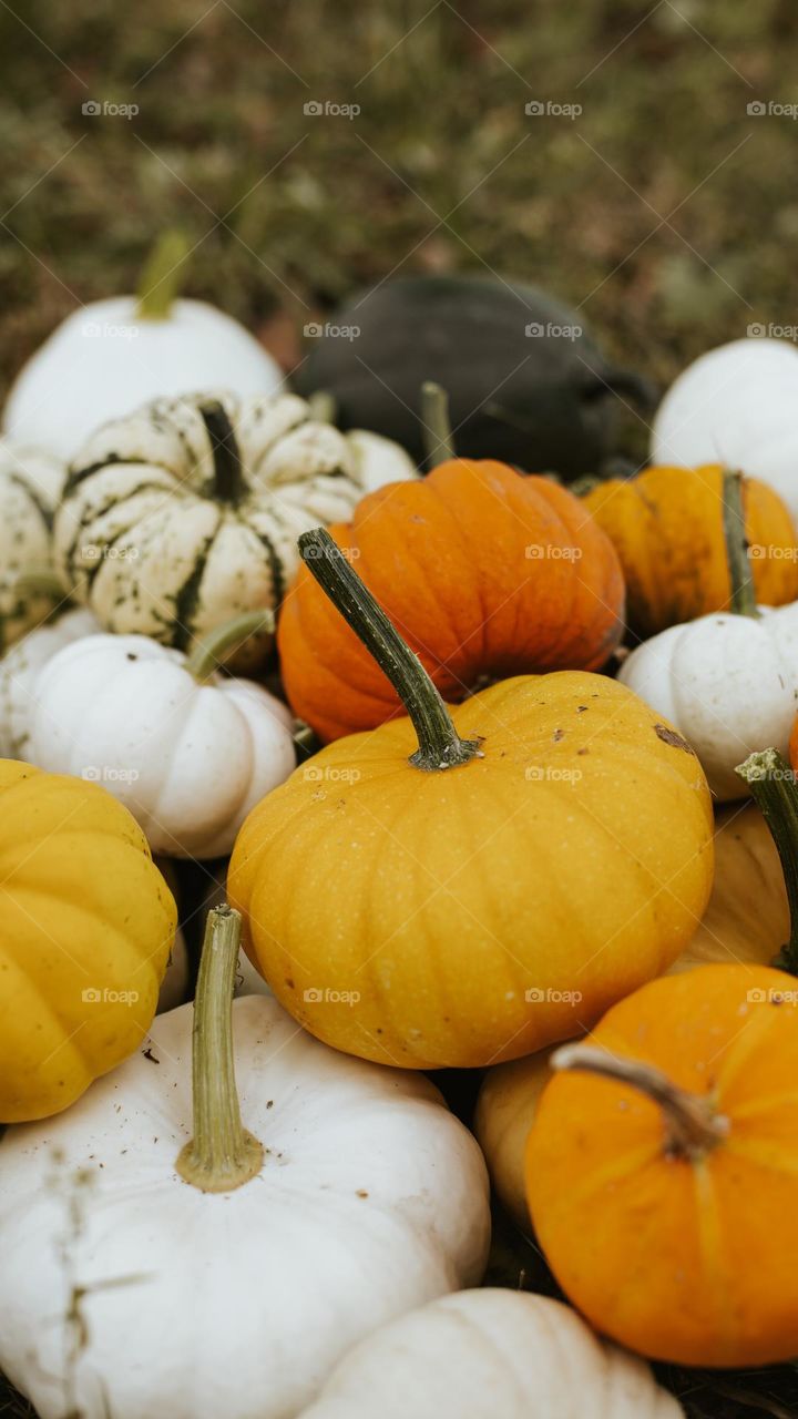the contrast of yellow and orange natural colors of home-grown pumpkins from your garden