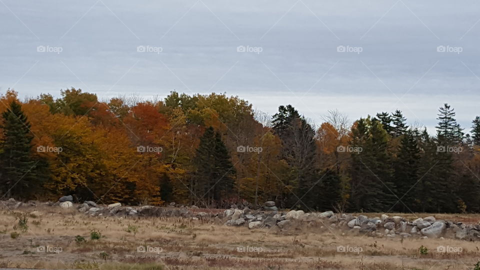 fall foliage in Maine