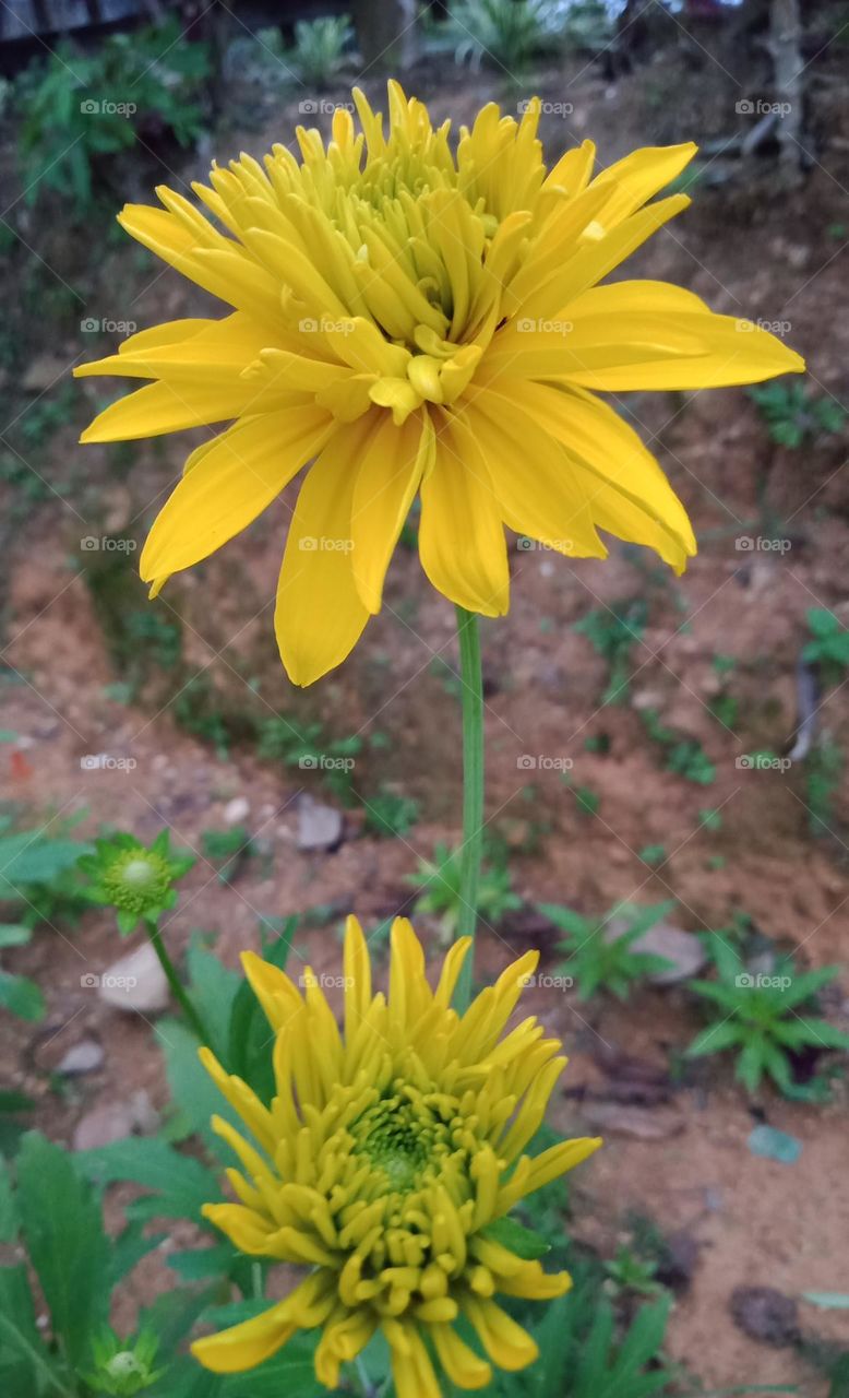 the yellow flower