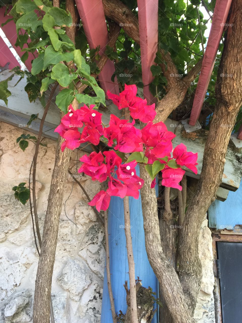 Bougainvillea 