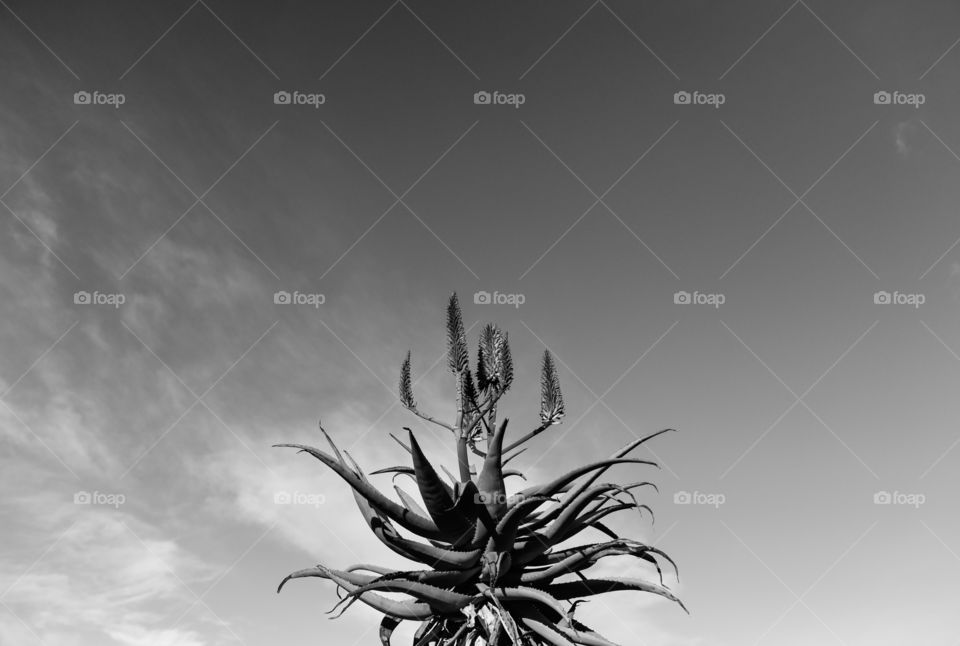 Aloe plant