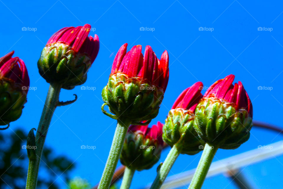 Sprouting red flower buds