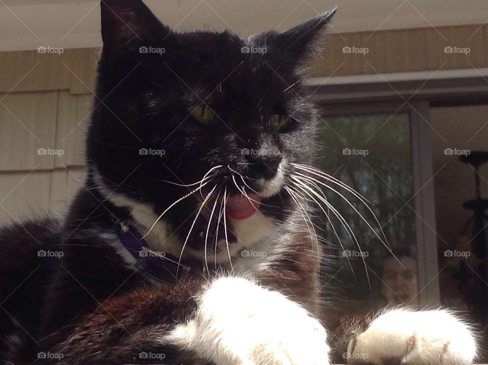 My black and white fluffy tuxedo cat with her tounge showing.