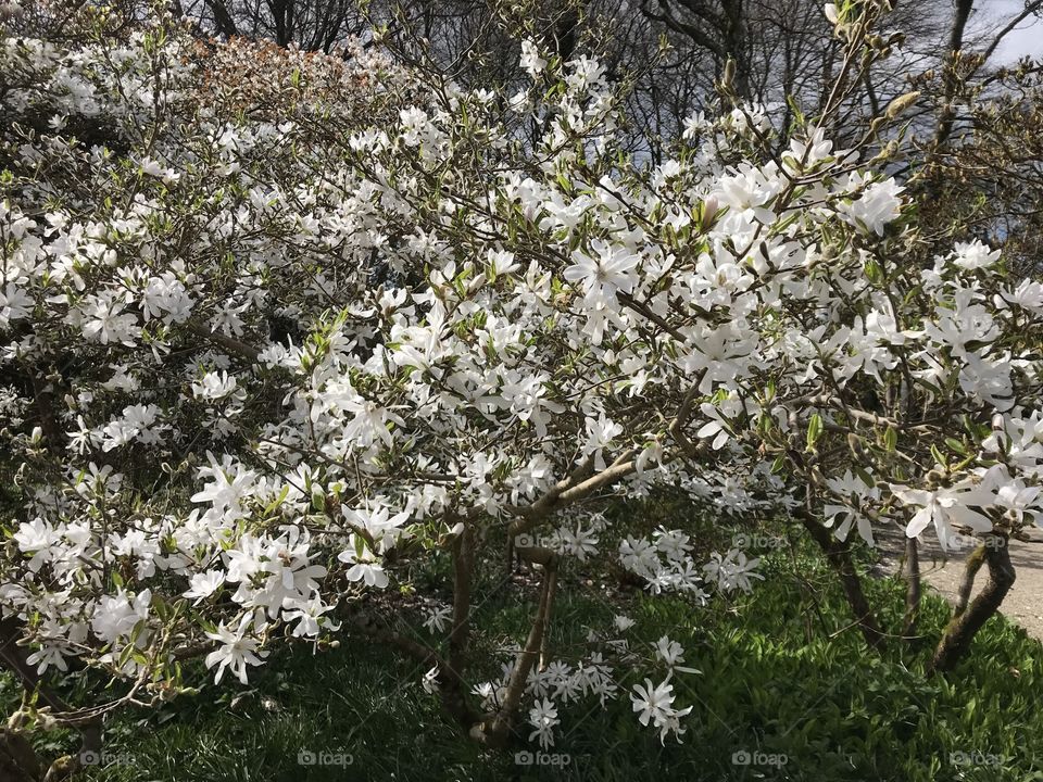 A beautifully featured display of white petals that adorn their tree like falling snow.